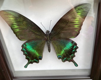Nature Butterfly,Green Belt Papilio Maackii Butterfly,Butterfly Frame,Butterfly Specimens,Butterfly Artwork,Real Butterfly,Butterfly Crafts
