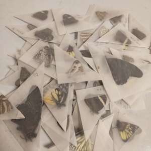 Puede incluir: Una colección de especímenes de mariposas montados en sobres de papel triangulares. Las mariposas son de varios colores y patrones, incluyendo negro, blanco, marrón y amarillo.