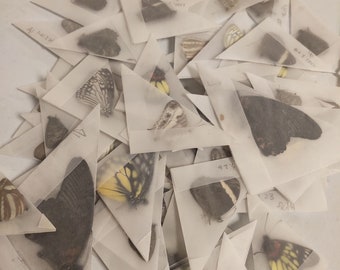 Mezcla aleatoria de obras de arte de taxidermia de mariposa real, taxidermia de mariposa, mariposa de origen ético, espécimen de mariposa, mariposa real, insecto real