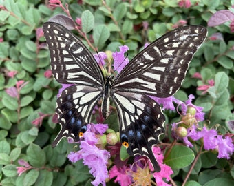 Mariposa de la naturaleza, mariposa, marco de mariposa, especímenes de mariposa, obras de arte de mariposa, mariposa real