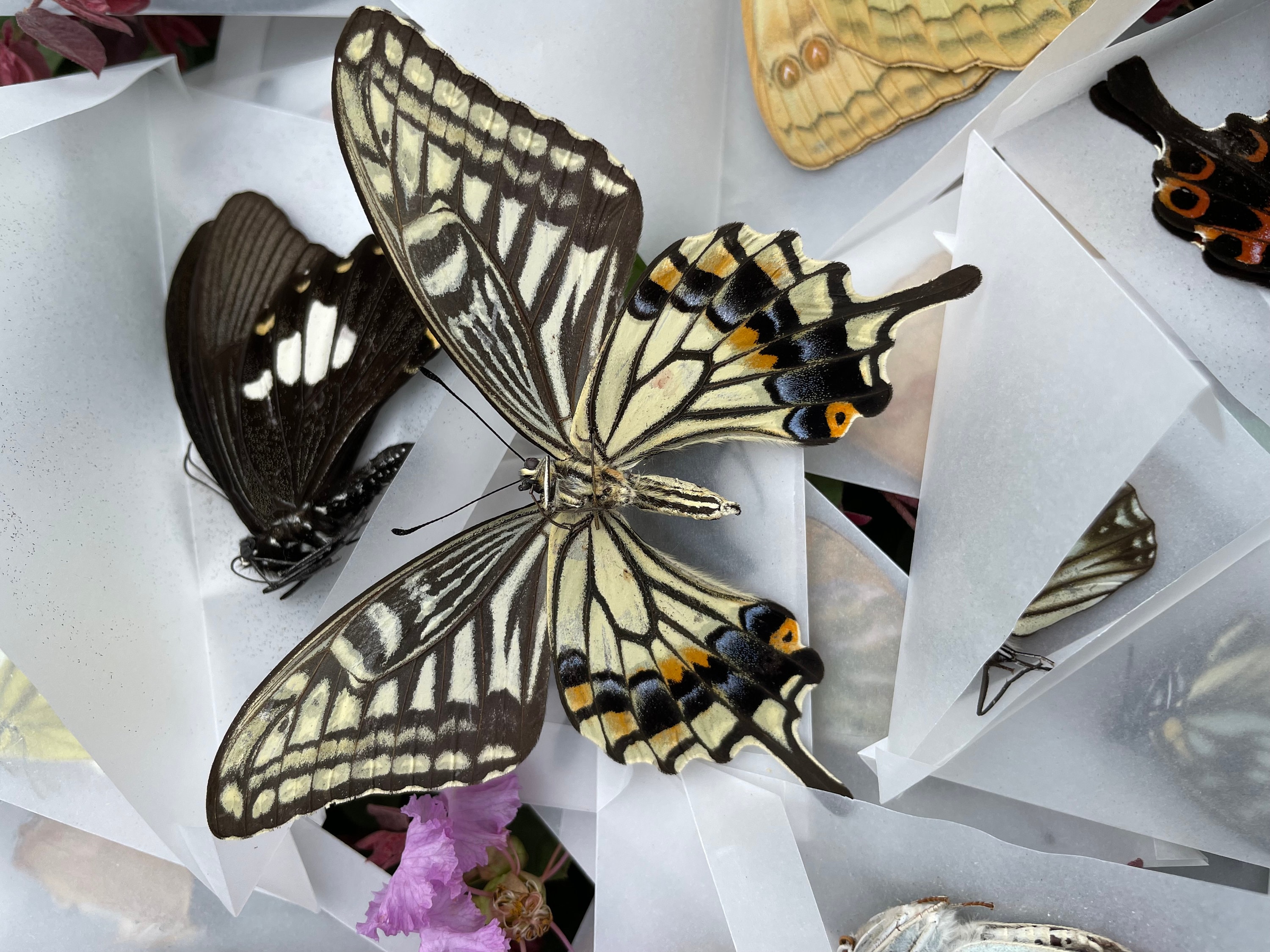 Random Mix of Real Butterfly Taxidermy Artwork,butterfly Taxidermy