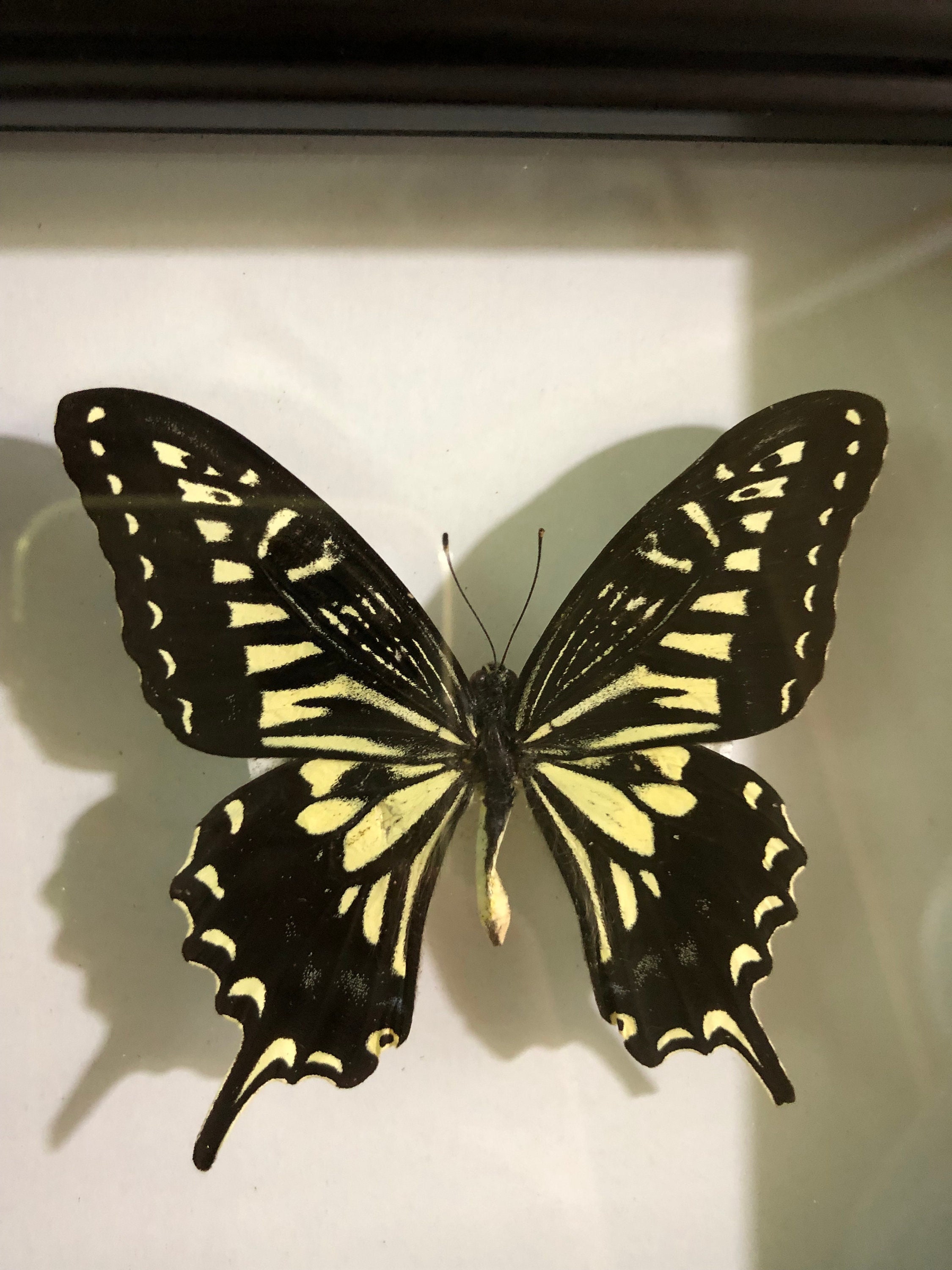 Papilio Xuthus Butterfly,citrus Swallowtail Butterflies in Frame