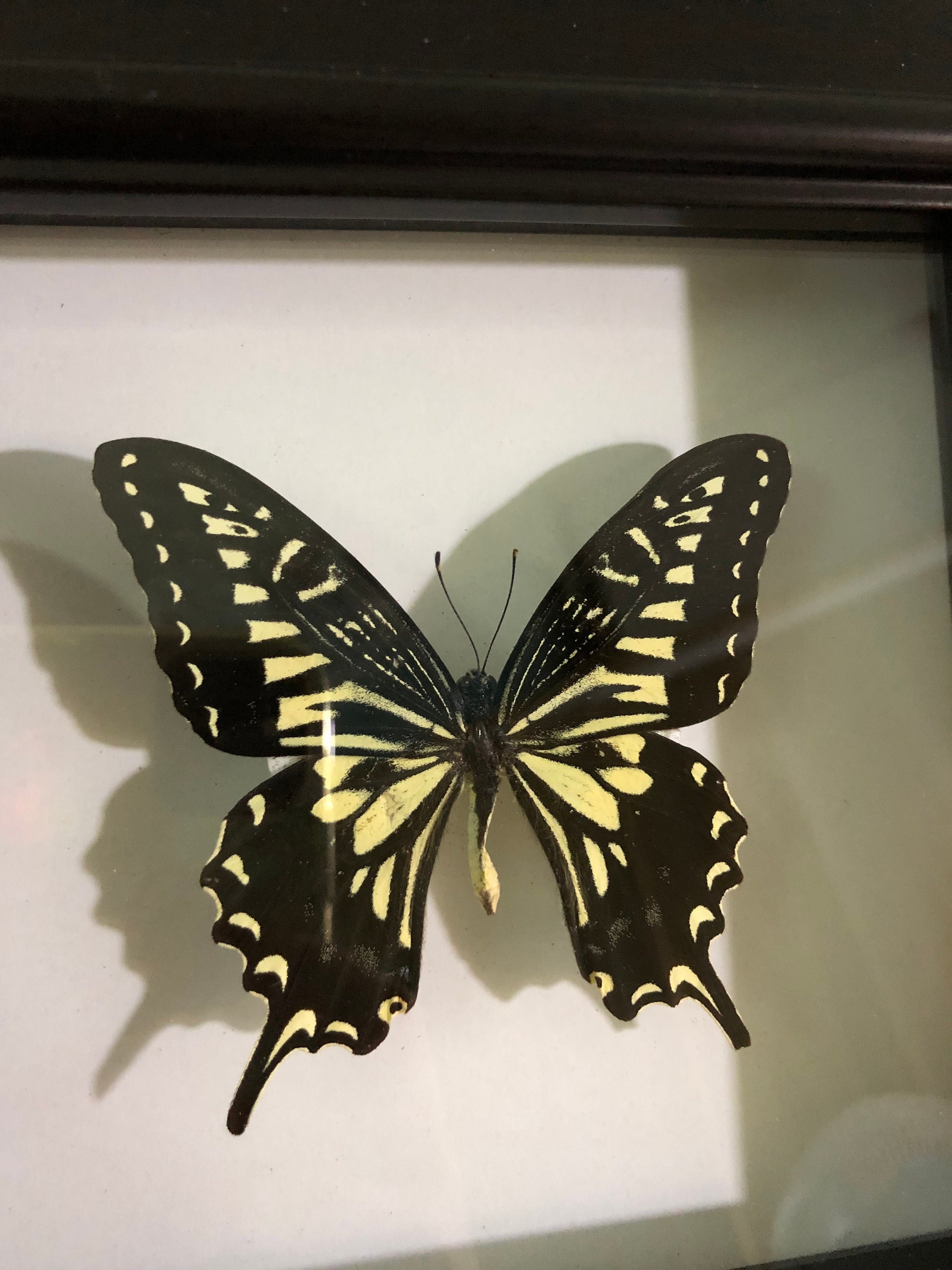 Papilio Xuthus Butterfly,citrus Swallowtail Butterflies in Frame