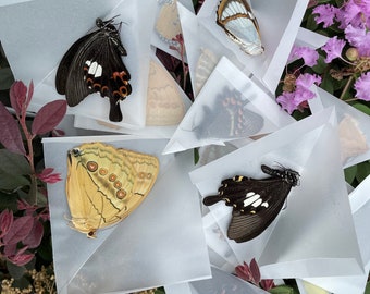 Butterfly Taxidermy,Nature Butterfly,Ethically Sourced Butterflies,Butterfly Specimen,Real Butterfly,Real Insect,Butterfly Frame