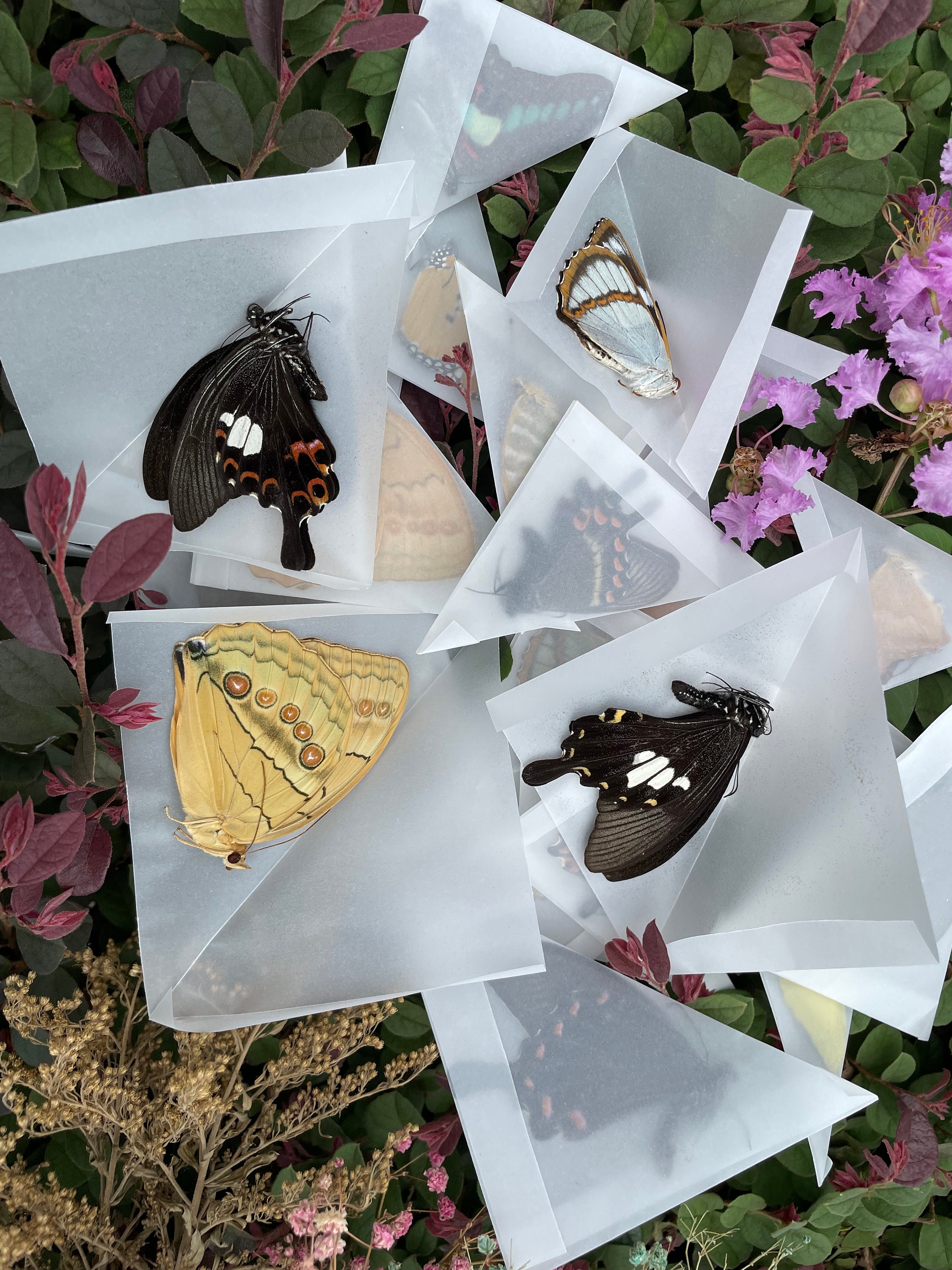 Random Mix of Real Butterfly Taxidermy Artwork,butterfly Taxidermy