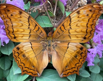 Mariposa de la naturaleza, mariposas de origen ético, espécimen de mariposa, taxidermia de mariposa, mariposa real, insecto real, marco de mariposa
