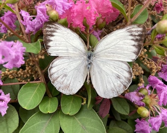 Espécimen de mariposa, decoración de mariposas, hermosa mariposa, arte de mariposas