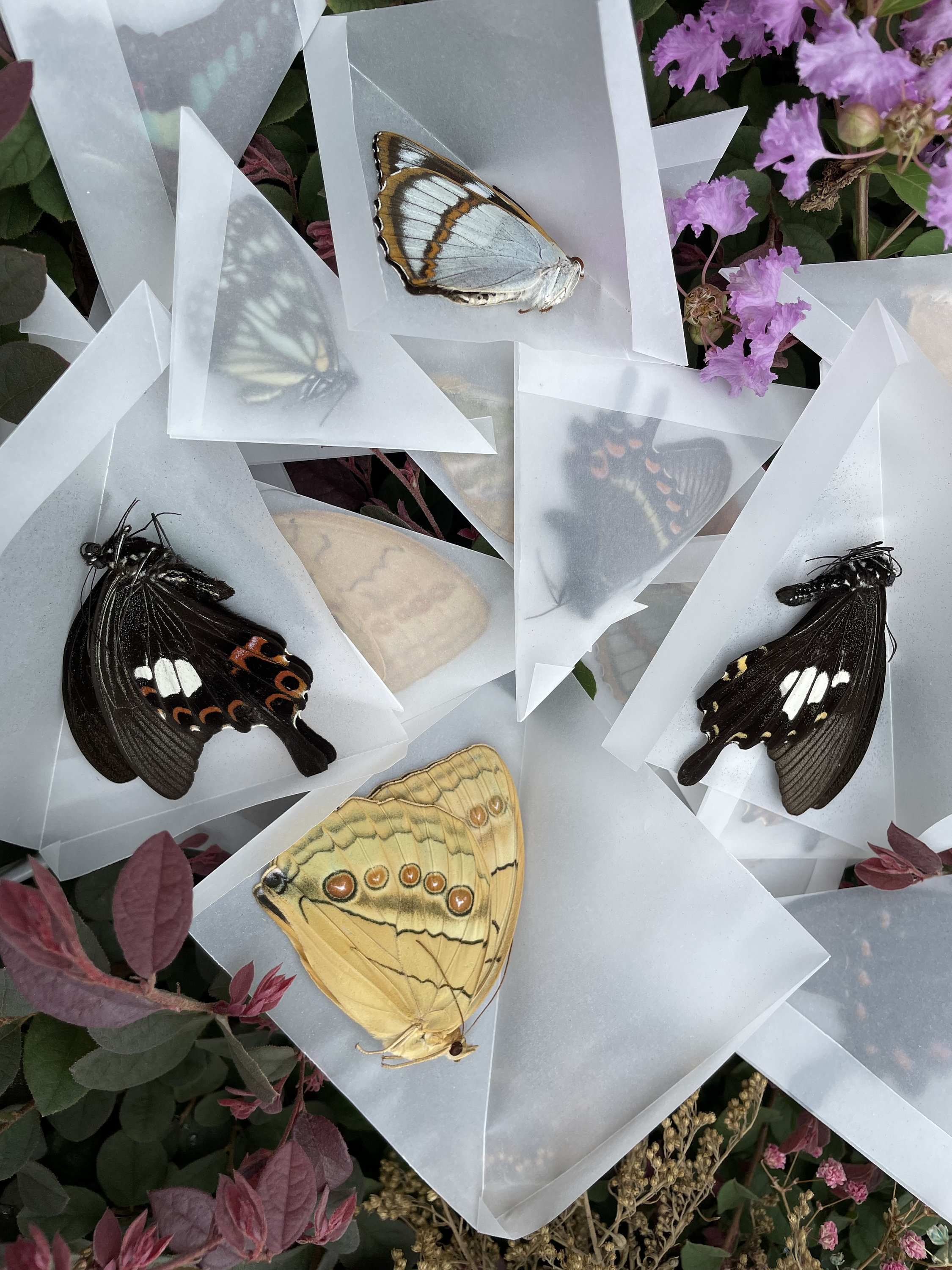 Random Mix of Real Butterfly Taxidermy Artworkbutterfly - Etsy
