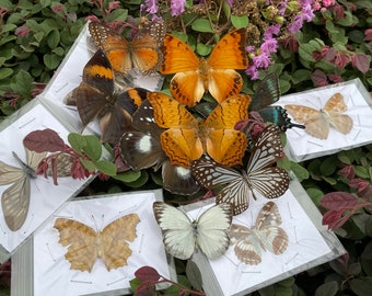 Mezcla aleatoria de obras de arte de taxidermia de mariposa real, marco de mariposa, artesanías de mariposa, obras de arte de mariposa, mariposa real, especímenes de mariposa, insectos