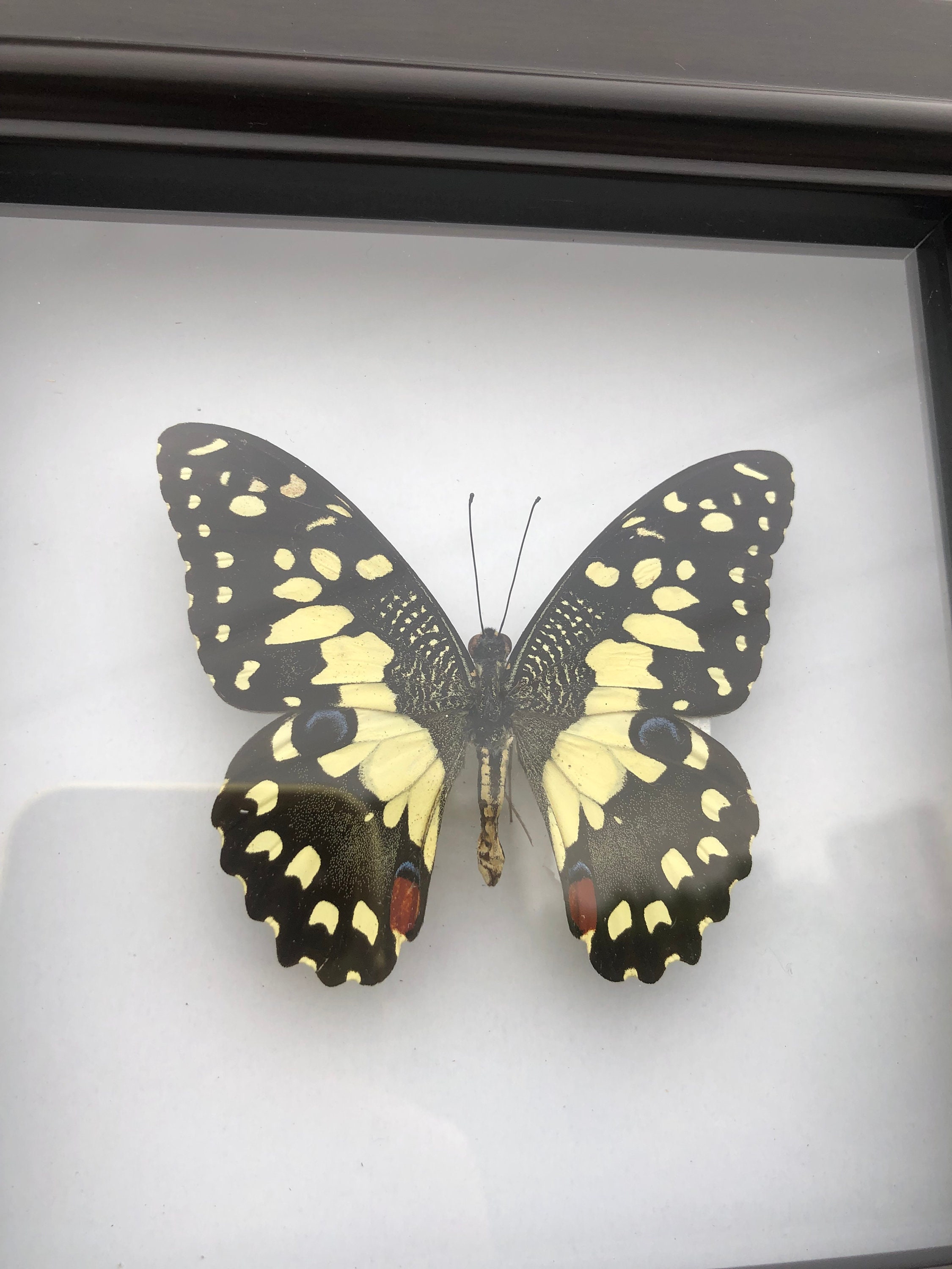 The astounding story of the fake butterfly specimen Papilio