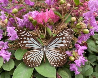 Artesanías de mariposas, especímenes de mariposas, insectos reales, mariposas reales, taxidermia de mariposas, mariposas secas, mariposas enmarcadas, mariposas muertas