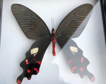 Pachliopta Kotzebuea mariposas de origen ético, mariposa rosa enmarcada, taxidermia de mariposa, mariposa en marco, mariposa de la naturaleza