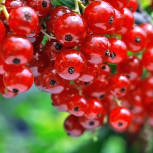 25 Semi di Ribes Rosso - Ribes - frutto