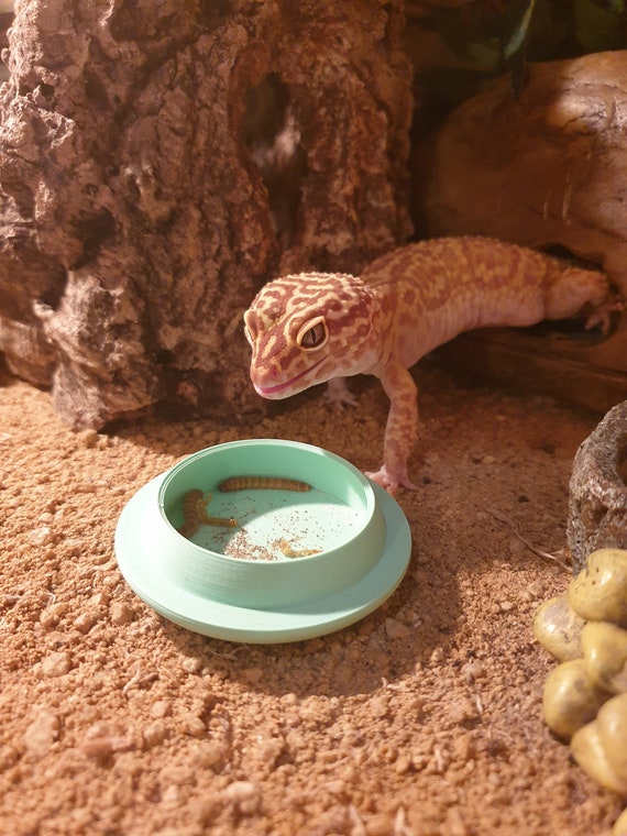 Escape Proof Mealworm and Calci Dish Combo Etsy