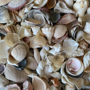 May include: A collection of various seashells in shades of white, beige, pink, and brown. The assortment includes conch shells, scallop shells, and other types, creating a textured and natural display. Ideal for coastal decor or craft projects.