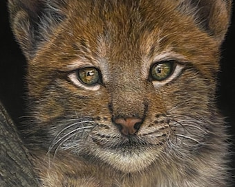 Baby Bobcat Art Print, Realistic Cub Giclée Poster, Woodland Wall Decor (8x10)