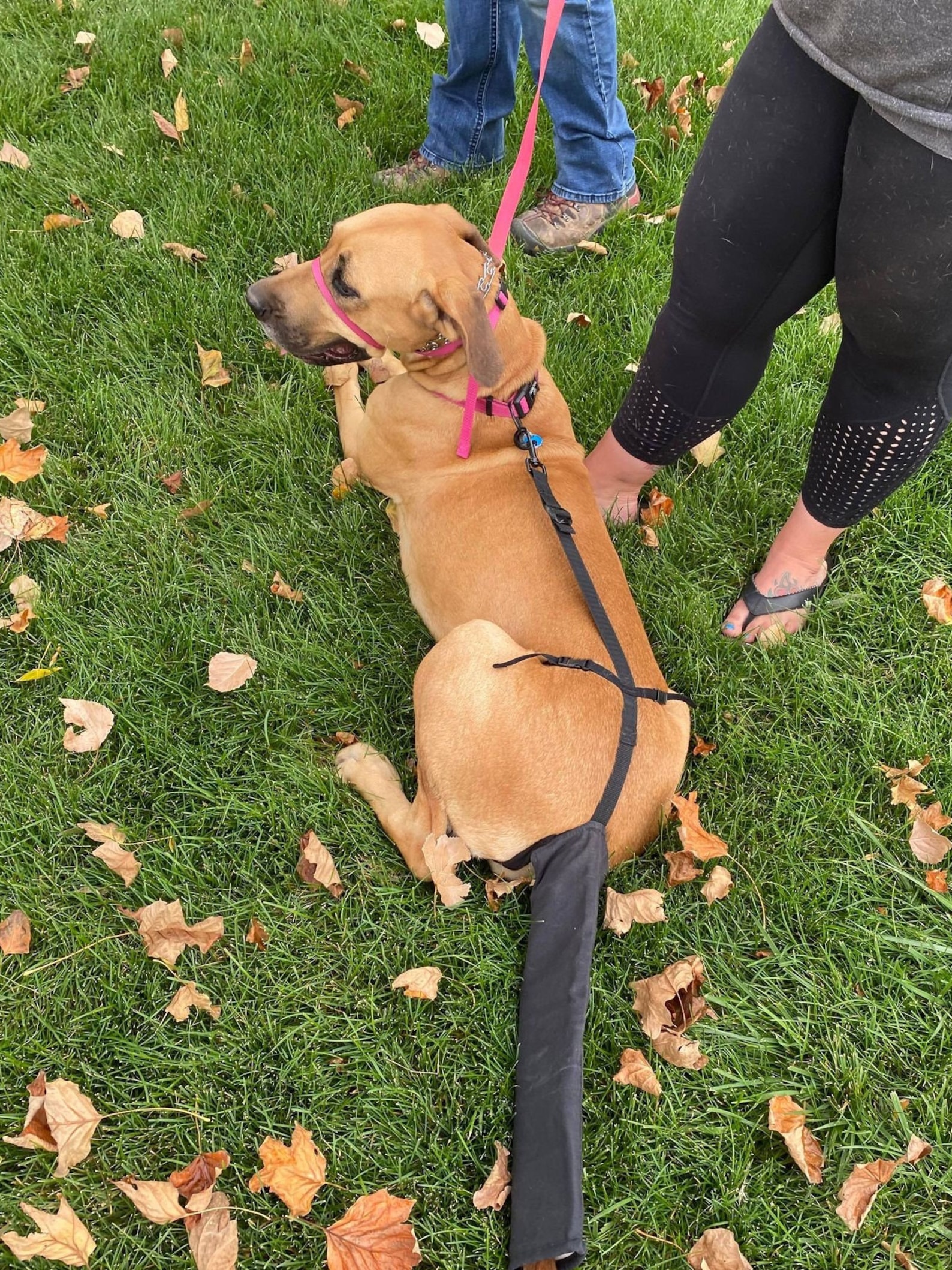 Protecting Your Tail'S Age: A Preventive Approach - gtf1tkk