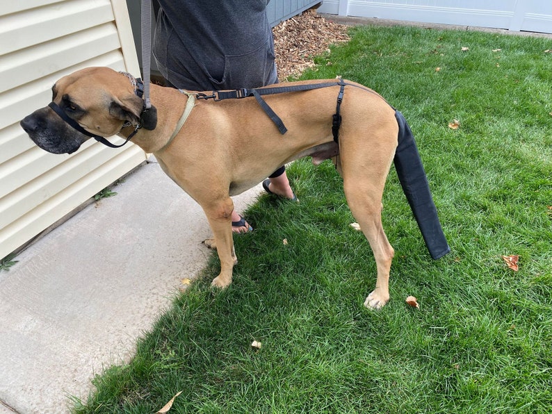 The Happy Tail Guard. VET APPROVED Tail Protection for Your Dog. Helps