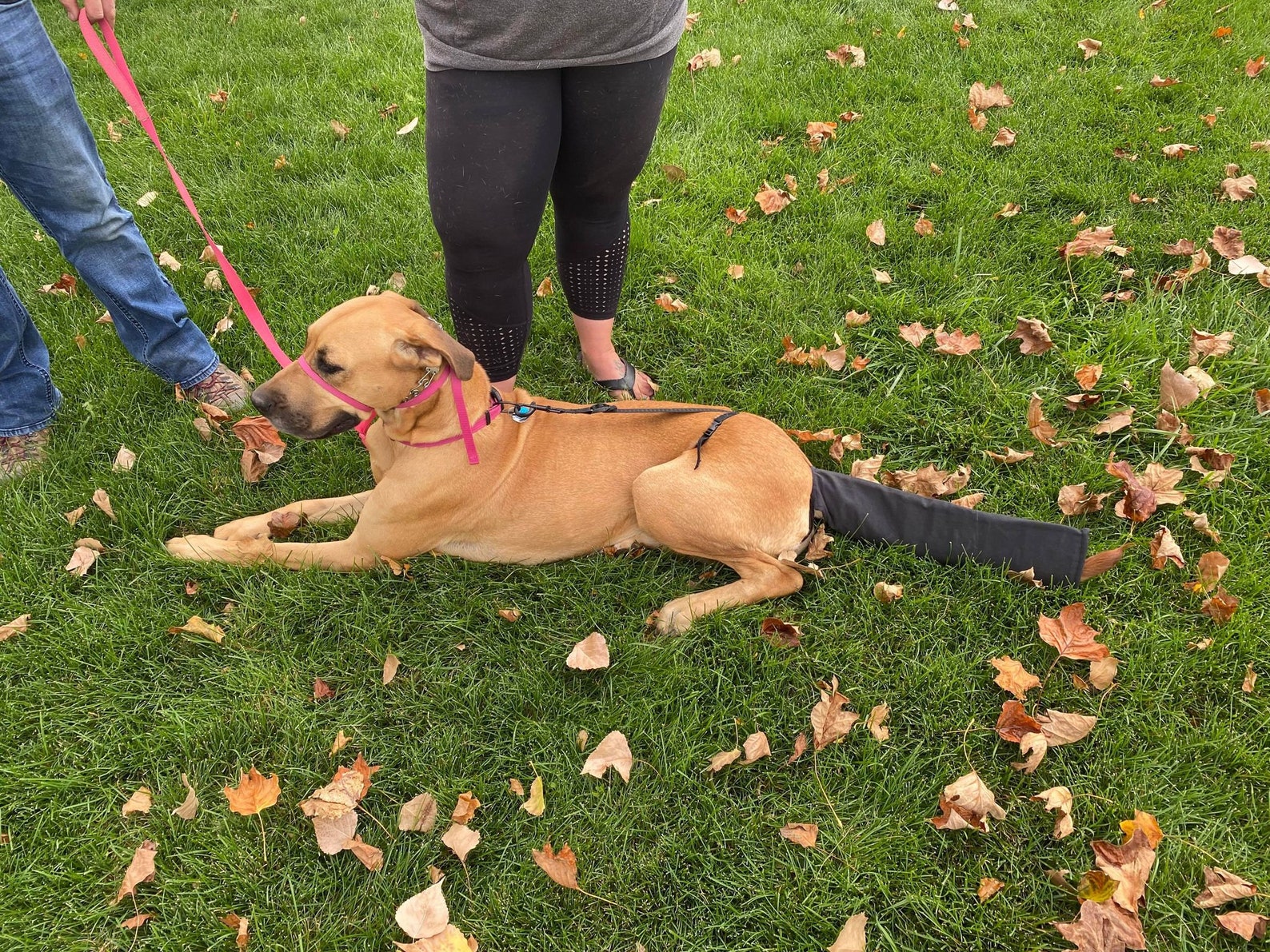 The Happy Tail Guard. VET APPROVED Tail Protection for Your Dog. Helps