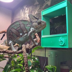 May include: A green chameleon perched on a branch in a terrarium with a green plastic feeder. The chameleon is looking to the right of the image.