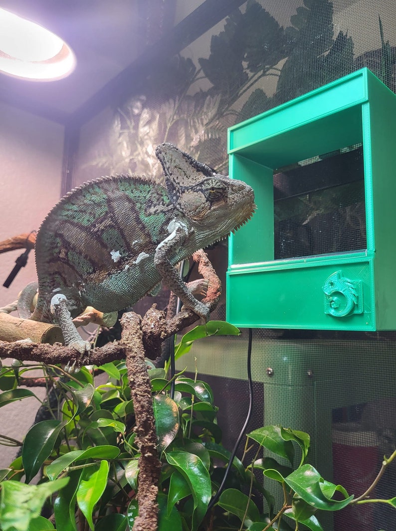 May include: A green chameleon perched on a branch in a terrarium with a green plastic feeder. The chameleon is looking to the right of the image.