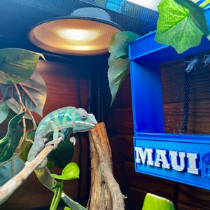 May include: A green chameleon perched on a branch in a terrarium with a blue feeder labeled "MAUI'S" and two crickets inside.