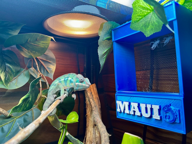 May include: A green chameleon perched on a branch in a terrarium with a blue feeder labeled "MAUI'S" and two crickets inside.