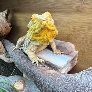 K&ouml;nnte beinhalten: Eine Bartagame mit gelben und beigen Farbt&ouml;nen, die auf einem Ast sitzt. Die Eidechse befindet sich in einem Holzgehege mit einer Steinplattform. Der Drache hat einen markanten gelben Bart und schaut direkt in die Kamera.