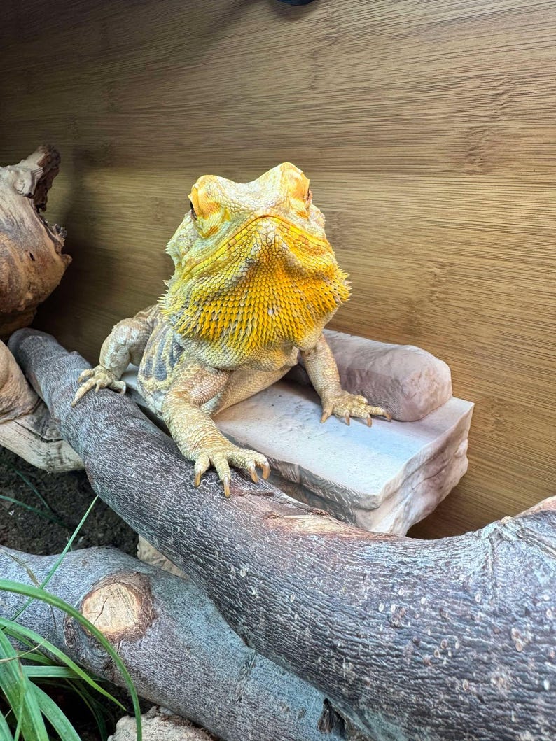 K&ouml;nnte beinhalten: Eine Bartagame mit gelben und beigen Farbt&ouml;nen, die auf einem Ast sitzt. Die Eidechse befindet sich in einem Holzgehege mit einer Steinplattform. Der Drache hat einen markanten gelben Bart und schaut direkt in die Kamera.