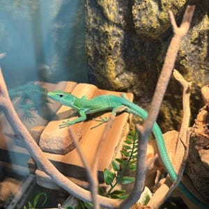 Magnetic Rock ledge for frogs, geckos, chameleons, reptiles image 6