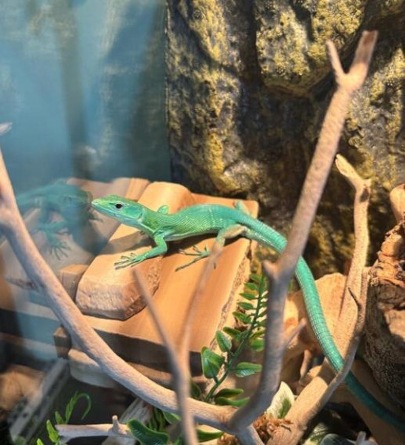 Magnetic Rock ledge for frogs, geckos, chameleons, reptiles image 6