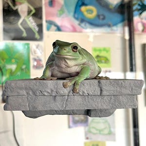 May include: A green tree frog perched on a gray rock platform. The frog has large, black eyes and a wide, toothy smile. The platform is textured to resemble stone.