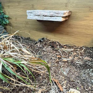 K&ouml;nnte beinhalten: Ein mehrschichtiges Regal aus hellem Stein ist auf einem Holzgrund befestigt. Das Regal ist f&uuml;r Reptilien konzipiert. Der Vordergrund zeigt ein Substrat aus Mulch, getrockneten Bl&auml;ttern und einigen gr&uuml;nen und braunen Pflanzen.