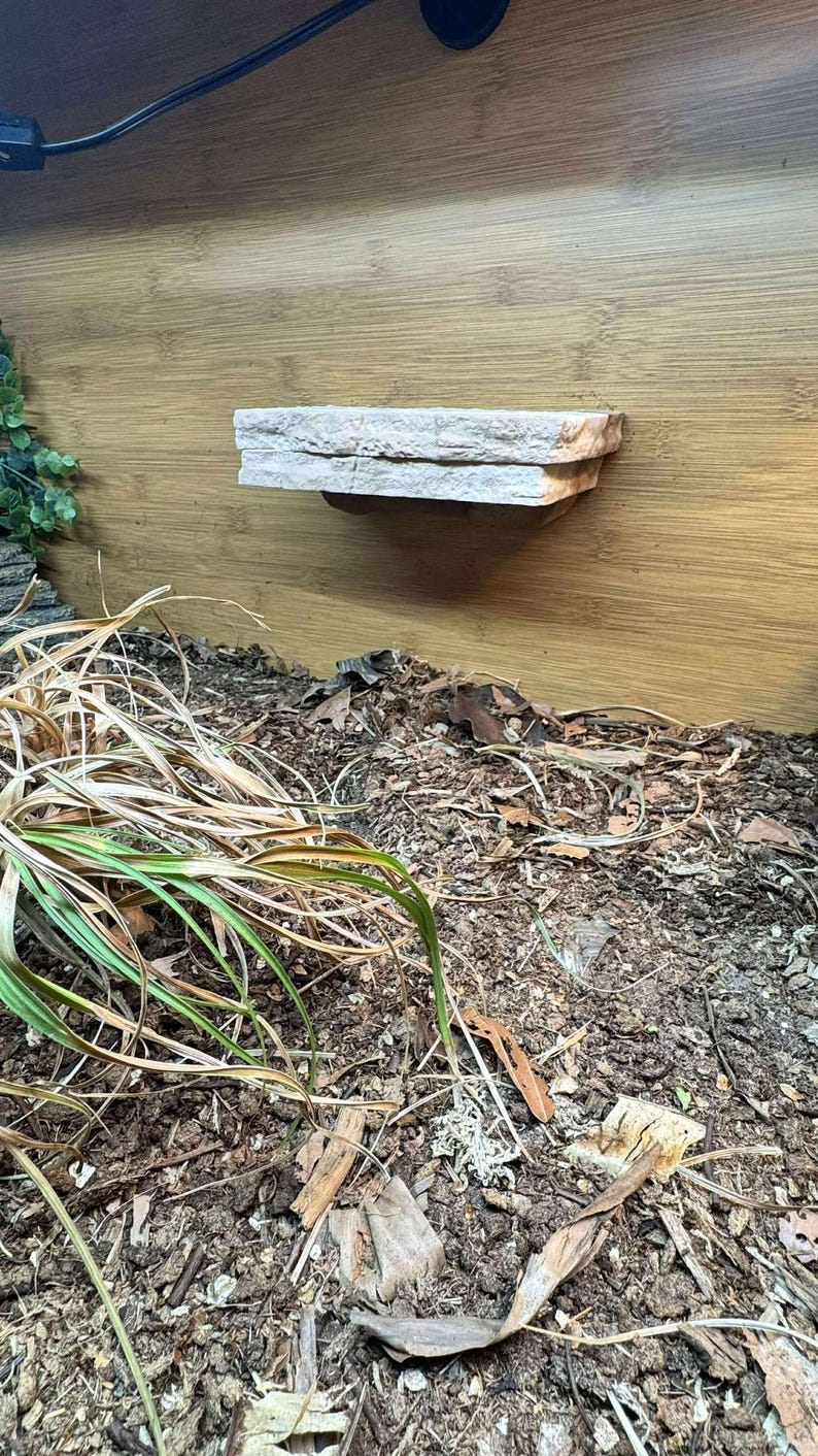 K&ouml;nnte beinhalten: Ein mehrschichtiges Regal aus hellem Stein ist auf einem Holzgrund befestigt. Das Regal ist f&uuml;r Reptilien konzipiert. Der Vordergrund zeigt ein Substrat aus Mulch, getrockneten Bl&auml;ttern und einigen gr&uuml;nen und braunen Pflanzen.