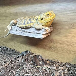 K&ouml;nnte beinhalten: Eine gelb-braune Bartagame ruht auf einem grauen, steinartigen Vorsprung in einem Holzterrarium. Die Eidechse befindet sich in einer entspannten Haltung. Der Terrariumboden ist mit Holzsp&auml;nen und Bl&auml;ttern bedeckt.
