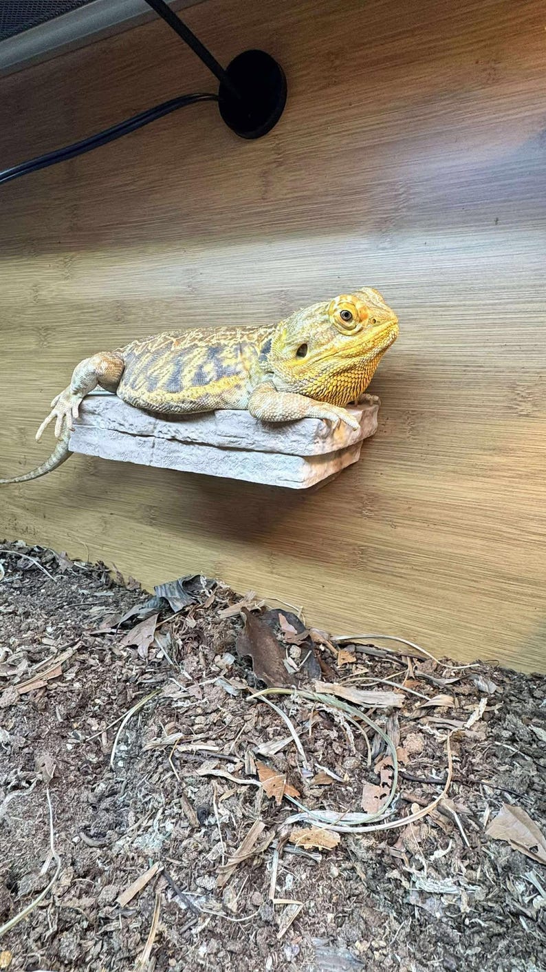 K&ouml;nnte beinhalten: Eine gelb-braune Bartagame ruht auf einem grauen, steinartigen Vorsprung in einem Holzterrarium. Die Eidechse befindet sich in einer entspannten Haltung. Der Terrariumboden ist mit Holzsp&auml;nen und Bl&auml;ttern bedeckt.