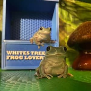 May include: Two white tree frogs, one sitting on a blue box with the text "White's Tree Frog Lovers" and the other sitting on a green surface.