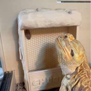 May include: A beige reptile habitat with a textured, honeycomb-like surface. A bearded dragon lizard is looking up at a brown cricket in the habitat. The habitat has a white, rock-like top and a clear plastic door with the word "CHIC" printed on it.