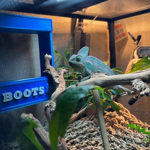 May include: A blue chameleon with green and blue scales is perched on a branch in a terrarium. The terrarium has a blue sign that says "BOOTS" on it. The chameleon is looking to the left of the image.