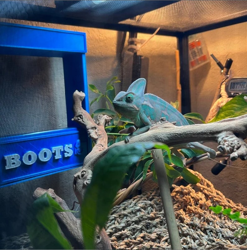 May include: A blue chameleon with green and blue scales is perched on a branch in a terrarium. The terrarium has a blue sign that says "BOOTS" on it. The chameleon is looking to the left of the image.