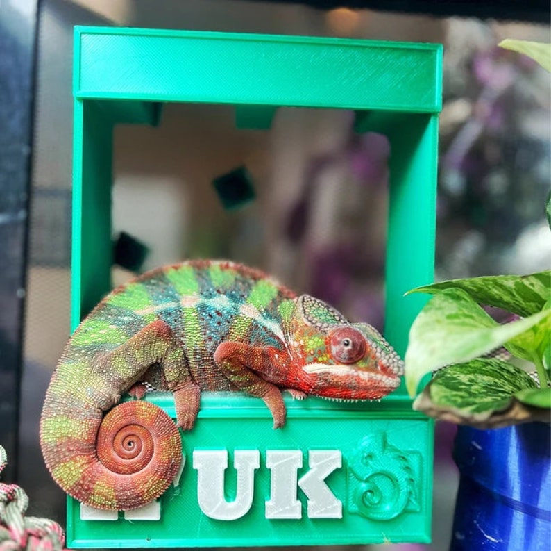 May include: A green 3D printed chameleon habitat with the word "UK" printed on the front. A green and red chameleon is resting inside the habitat.