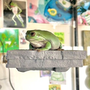 May include: A green tree frog perched on a gray stone platform. The platform has a textured surface that resembles rock.