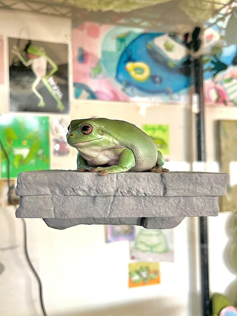 May include: A green tree frog perched on a gray stone platform. The platform has a textured surface that resembles rock.