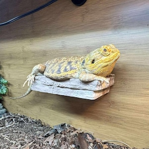 LARGE Magnetic Rock ledge for bearded dragons, geckos, frogs,chameleons, reptiles