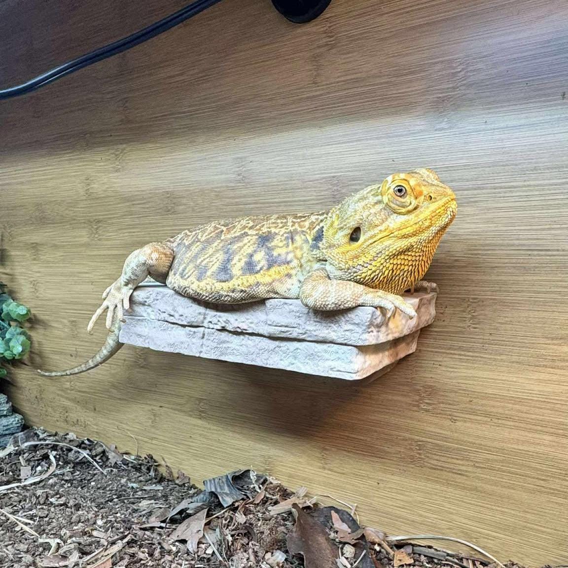 Bearded Dragon Sweater Canada