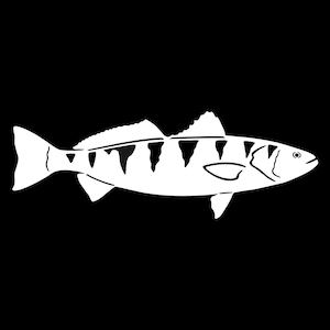 May include: A white silhouette of a fish with black stripes on a black background.