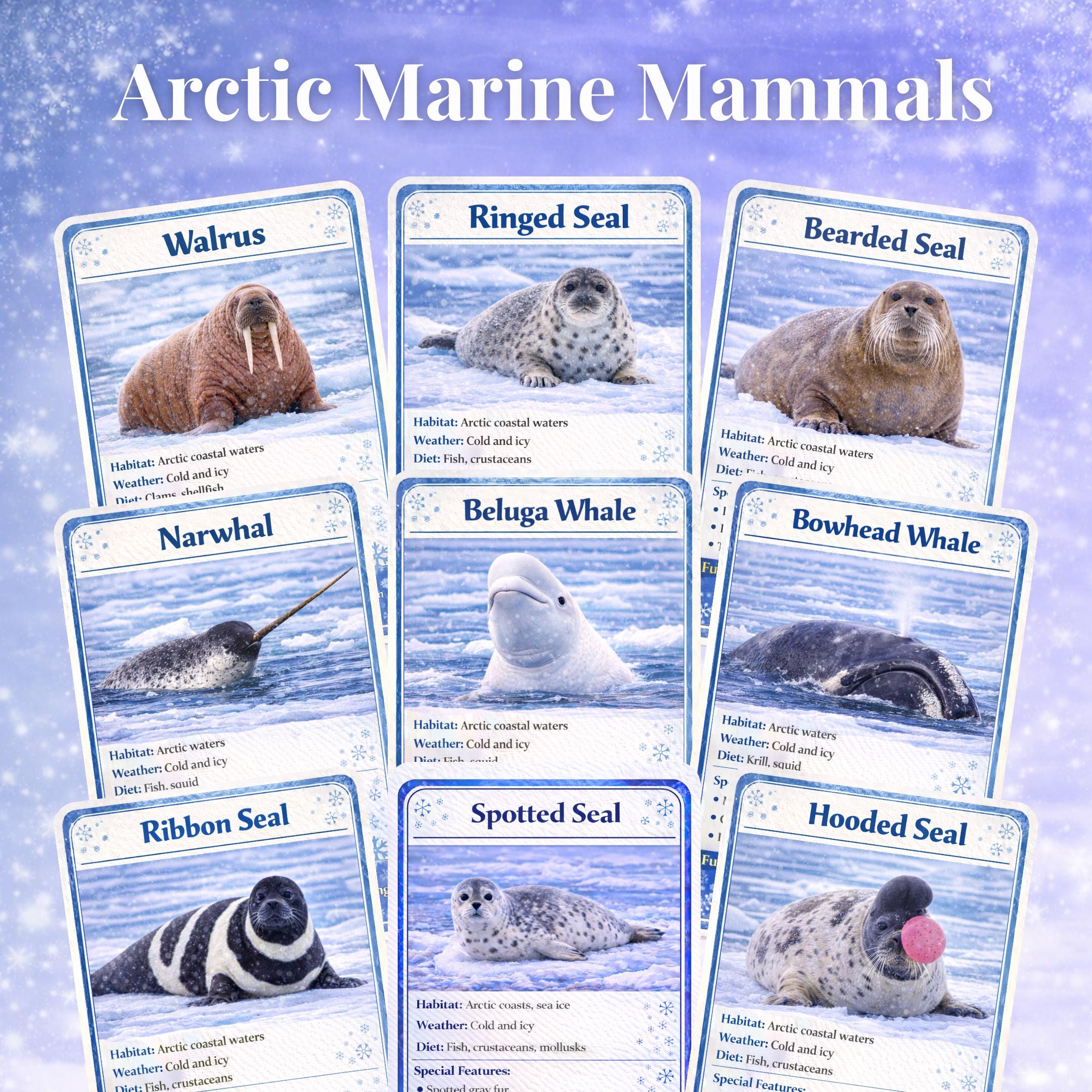 Arctic Animals Flashcards Bundle | 40 Winter Arctic Animal Cards ...
