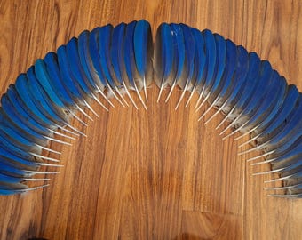 Blue and gold macaw feathers