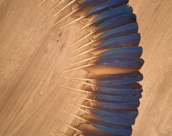 Ara Federn gold und blau.