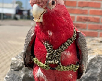 Arnés para loros Paracord camuflaje – Arnés ajustable hecho a mano para loros, incluye correa